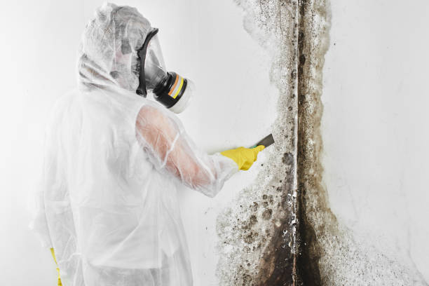 Best Mold Damage Repair  in Kensington Park, FL
